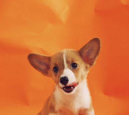 Släpp hundarna fria